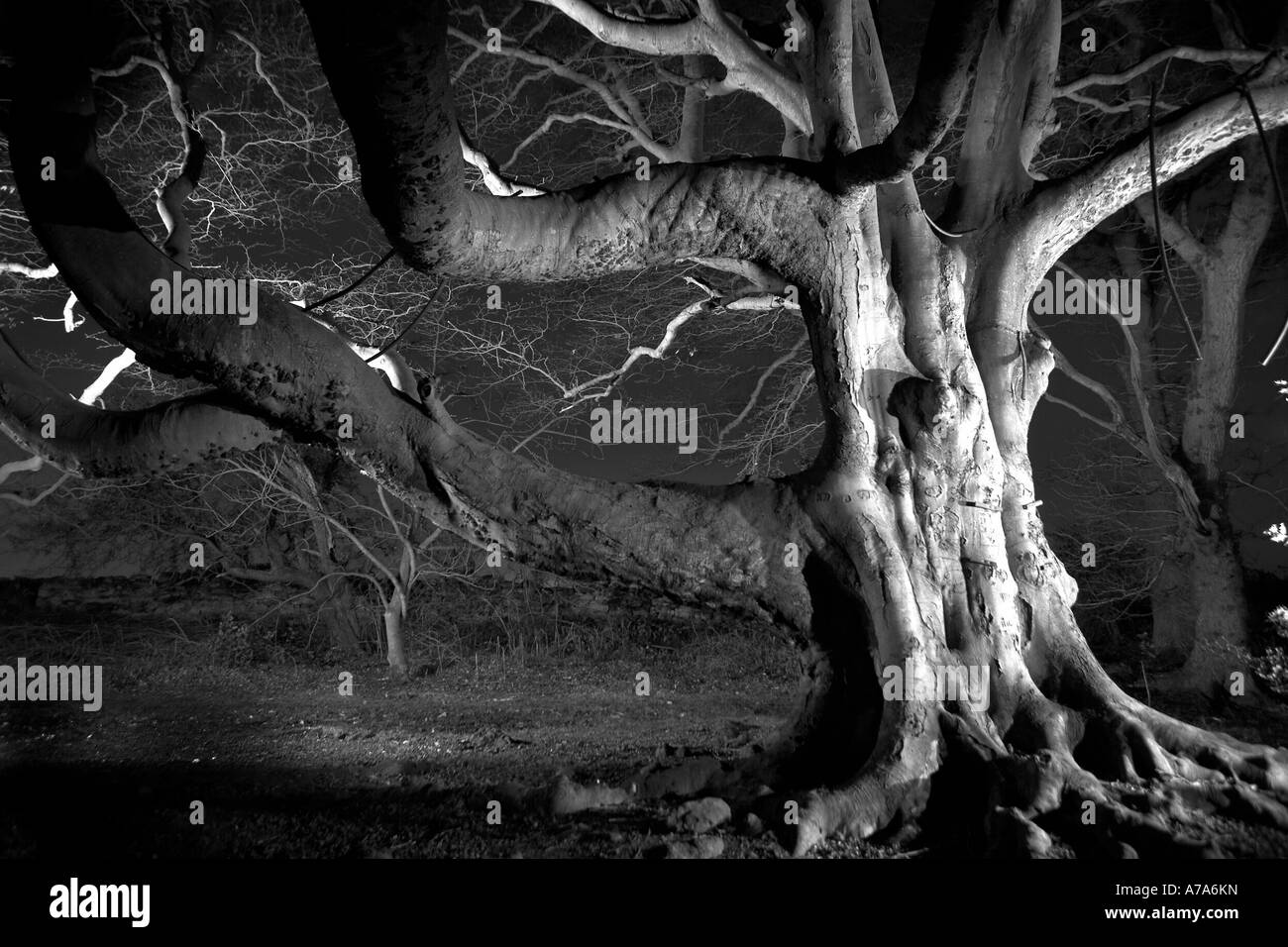 Ancient beech tree at night Forge Valley North Yorkshire UK Stock Photo