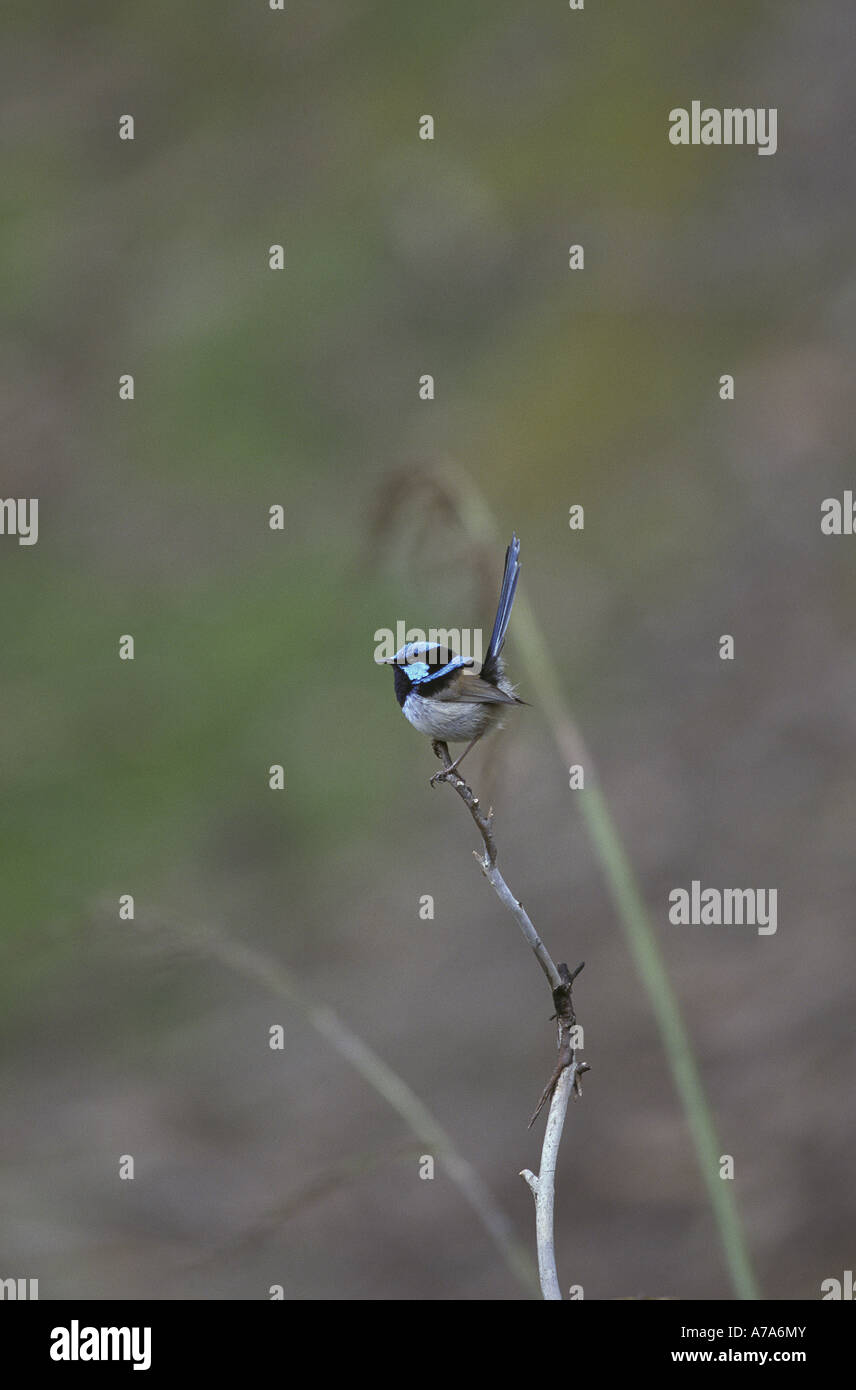 Superb Fairy wren Malurus cyaneus Male Tasmania Australia Stock Photo