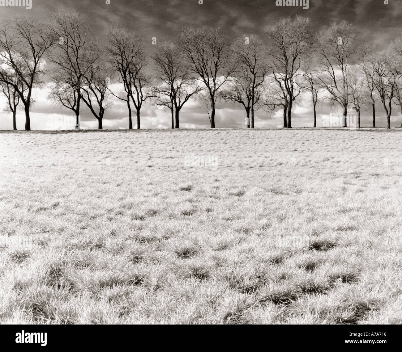 Infrared photograph of a field and row of trees Stock Photo
