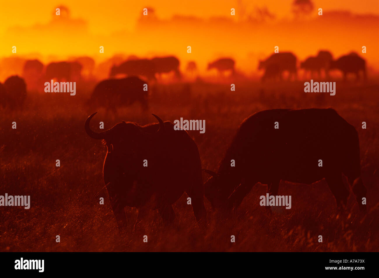 African buffalo silhouette hi-res stock photography and images - Alamy