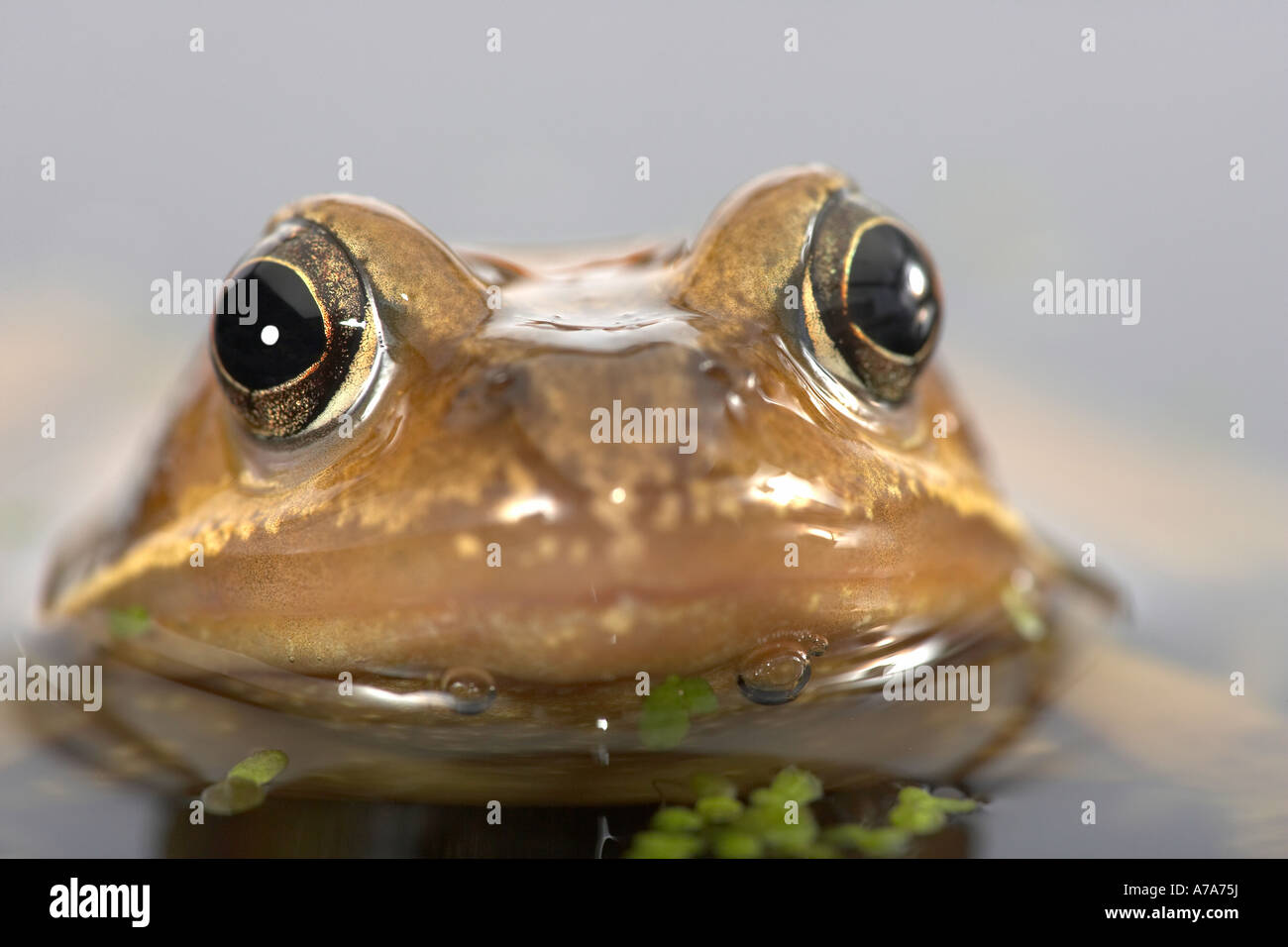 Common Frog Rana temporaria Stock Photo Alamy
