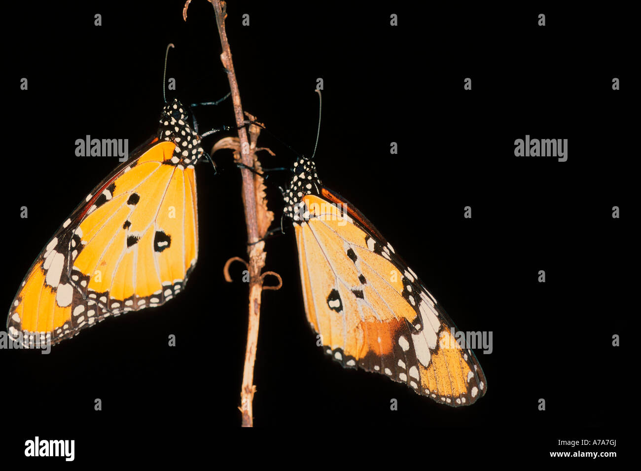 Pair of African monarch butterflies at night Buffelshoek Private Nature
