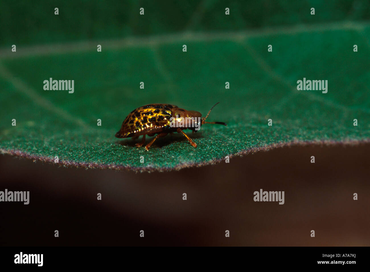A golden beetle forages on a Solanum leaf Near Lydenburg Mpumalanga South Africa Stock Photo