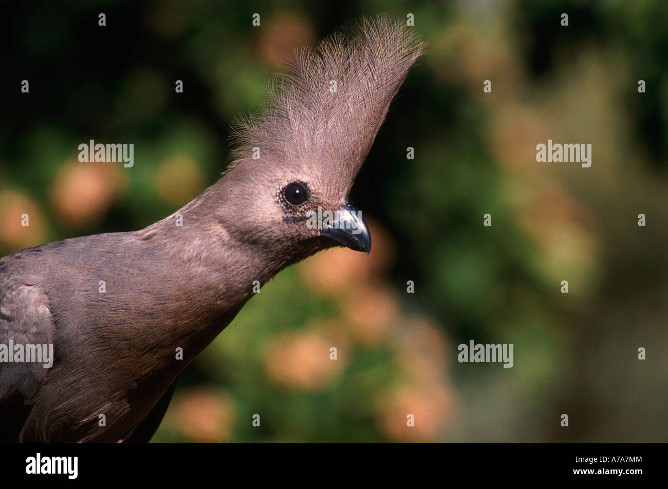 Grey Lourie head and shoulder close up Boskruin Gauteng South Africa Stock Photo