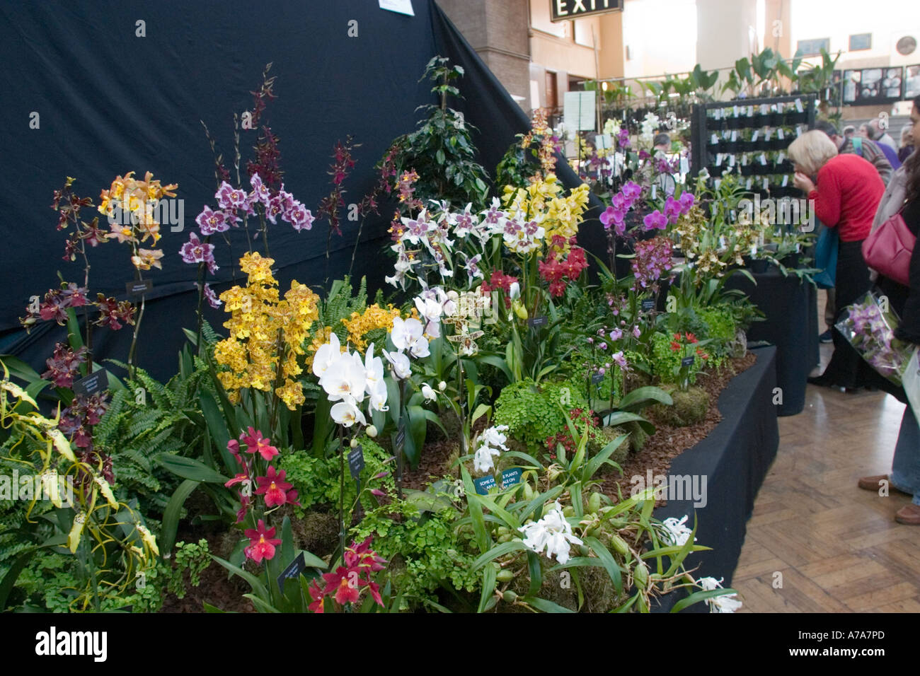 Display of Orchids at London Flower  Show Stock Photo