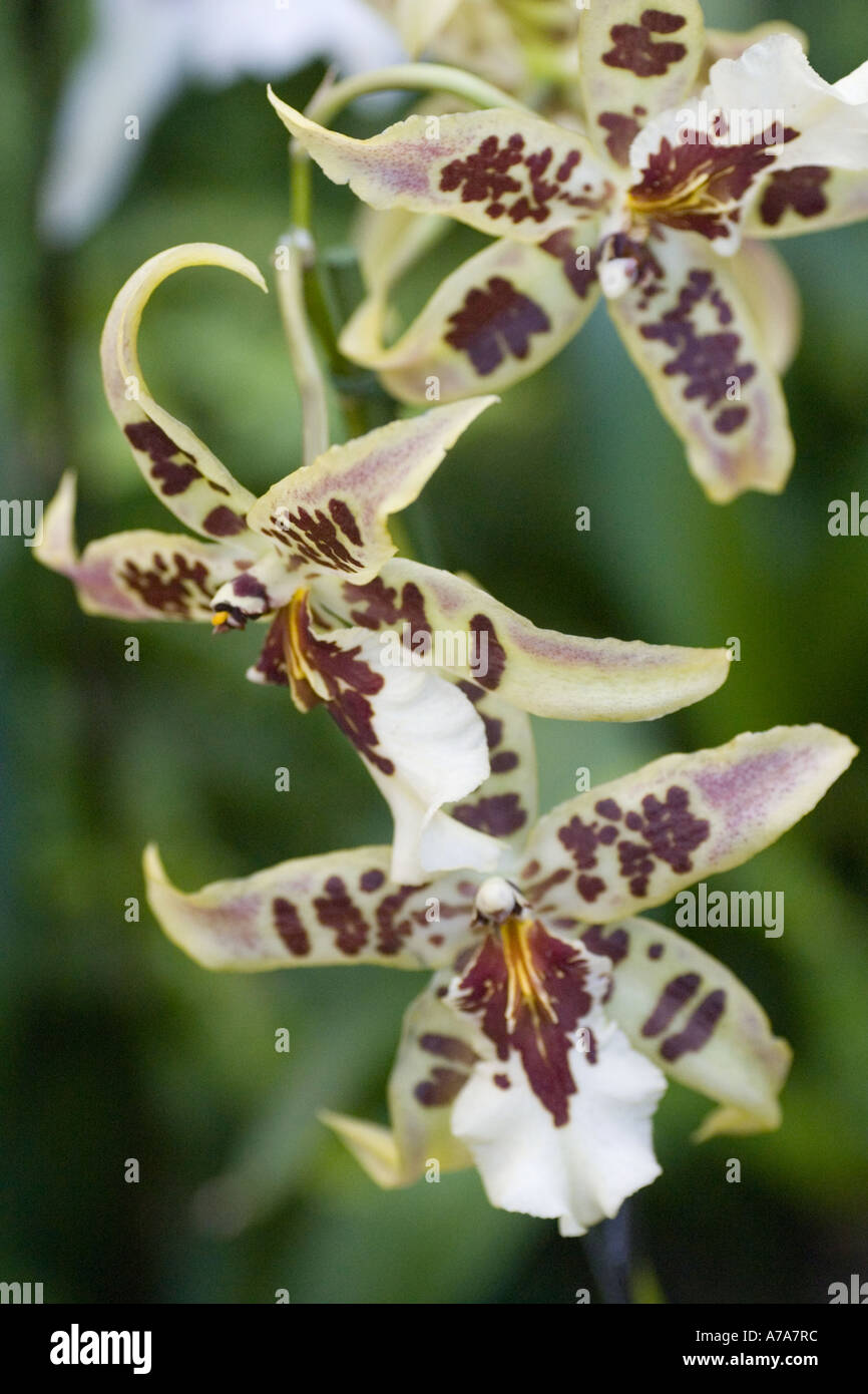 Orchid Miltassia Starshot 'Vashon' Stock Photo