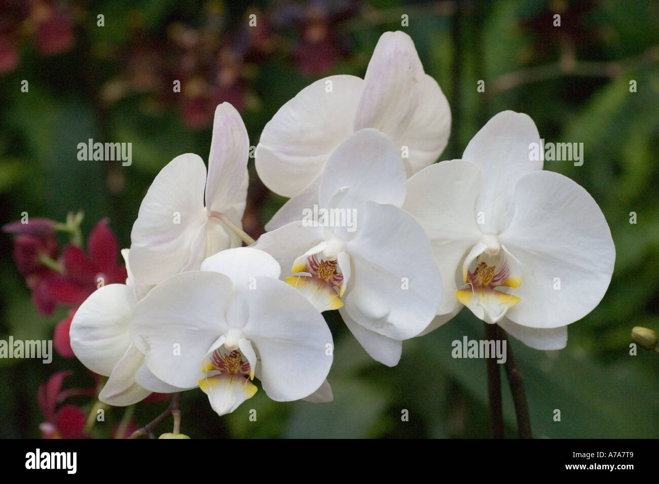 Orchid Phalaenopsis Emotional Moon x Cygnus Stock Photo