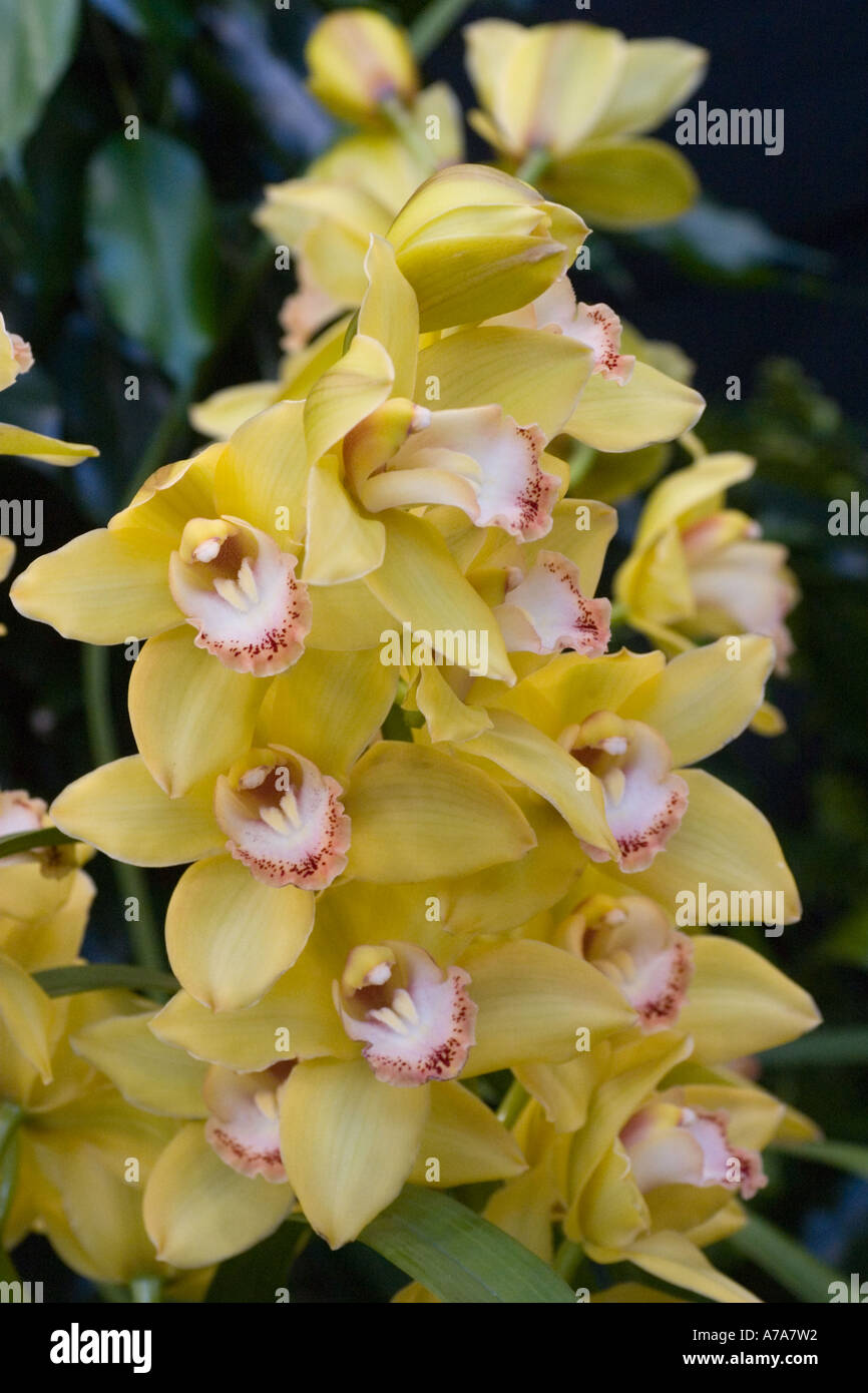 Orchid Cymbidium Golden Courtier Stock Photo