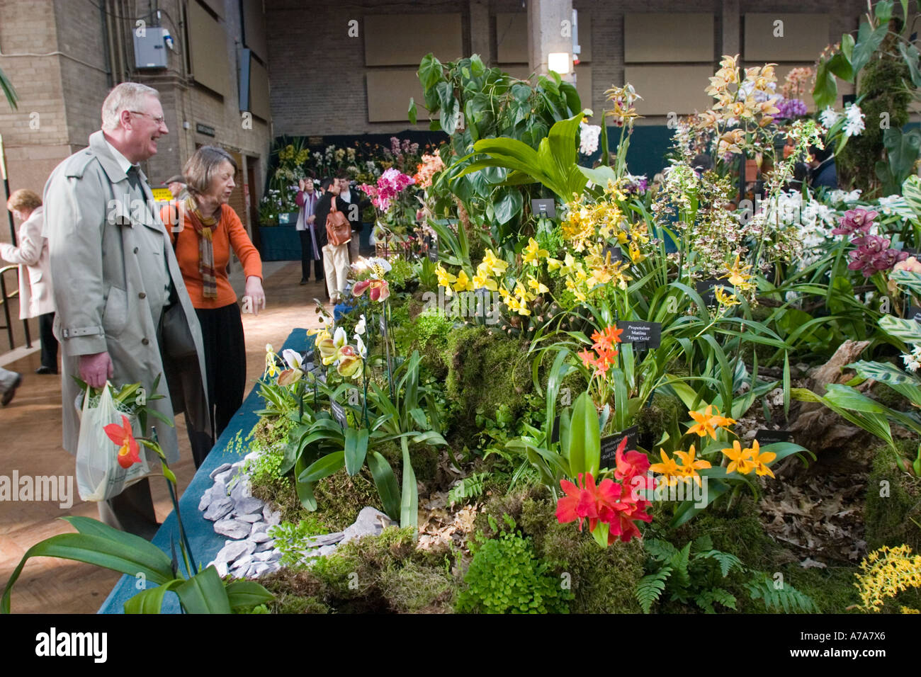 Display of Orchids at London Flower Show Stock Photo