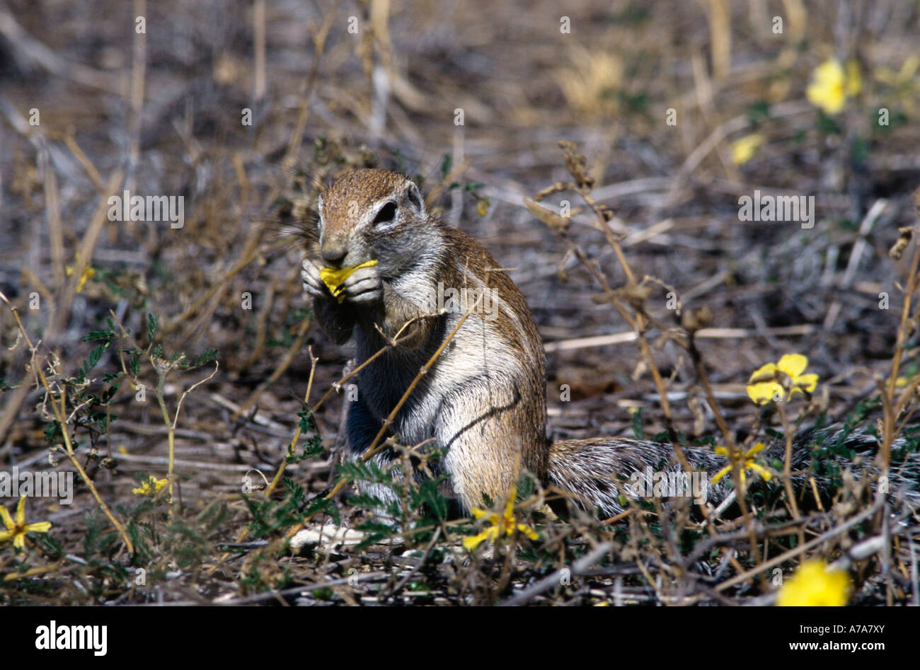 A Cape ground squirrel feeding on the yellow flower of a plant