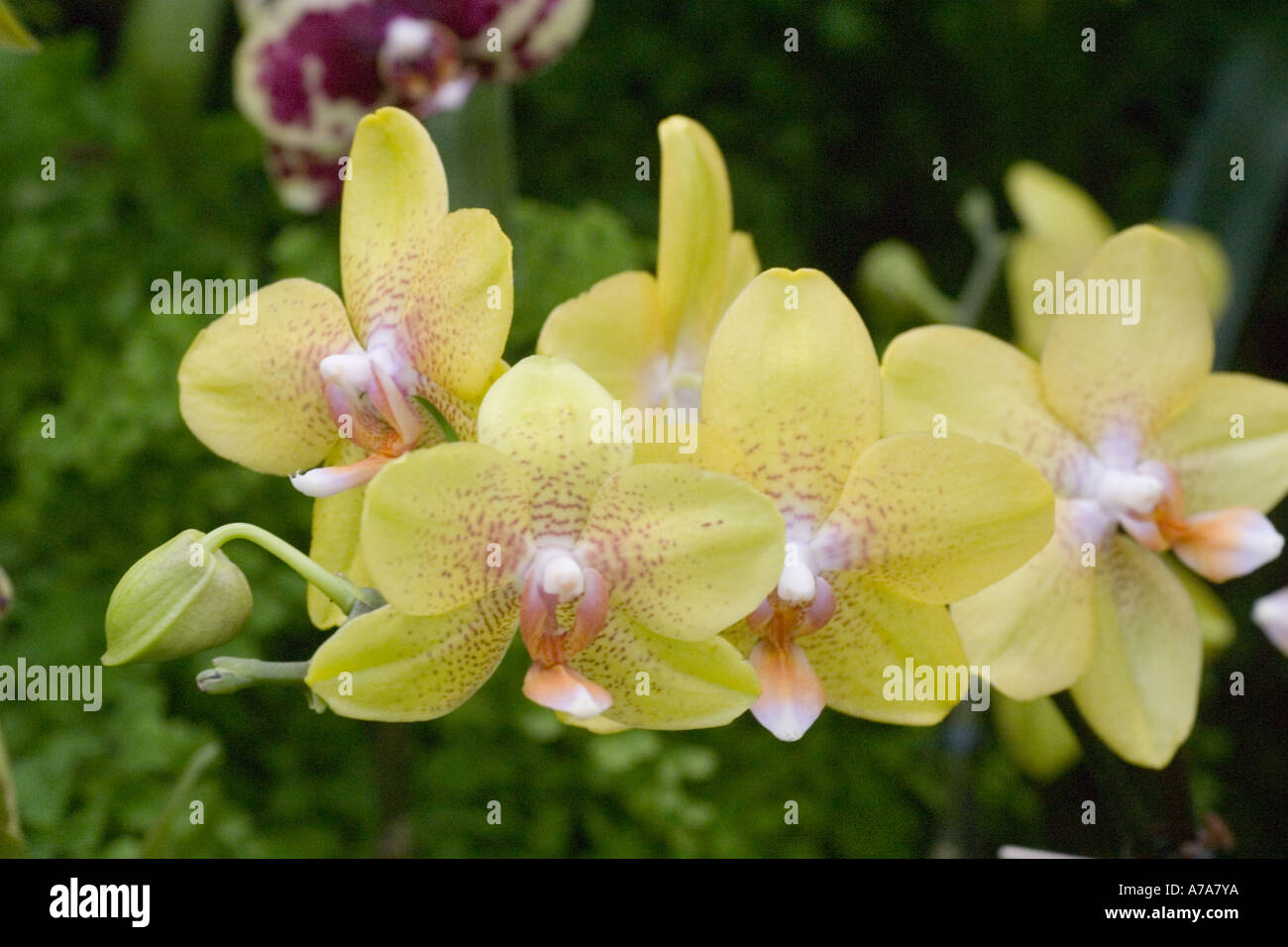 Orchid Phalaenopsis Universal Pride Stock Photo