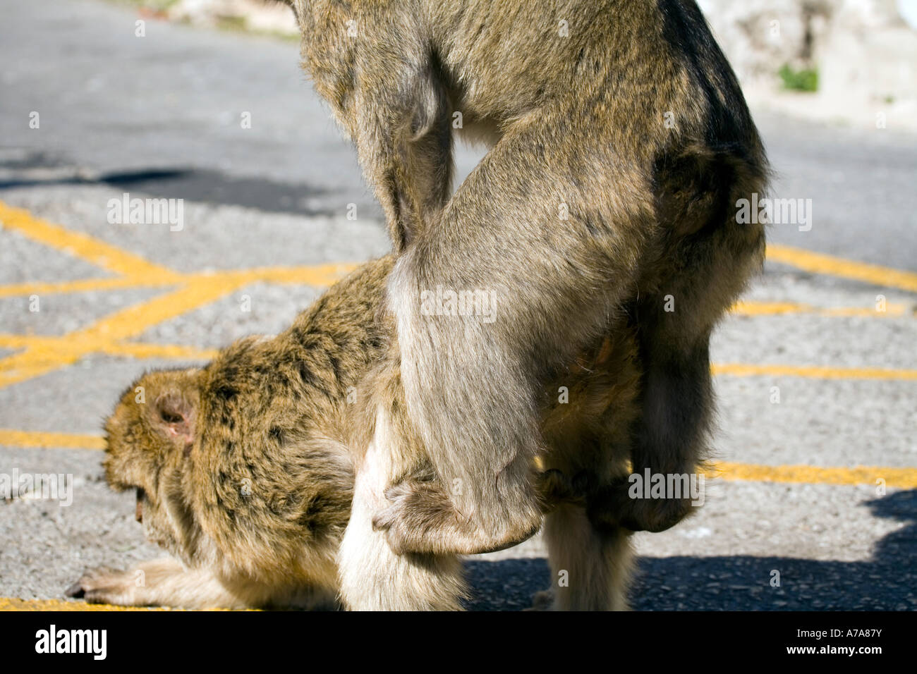 Gibraltar apes mating Gibraltar apes mating mounting having sex sexual activity bonk bonking screwing fuck fucks fucking ape Stock Photo