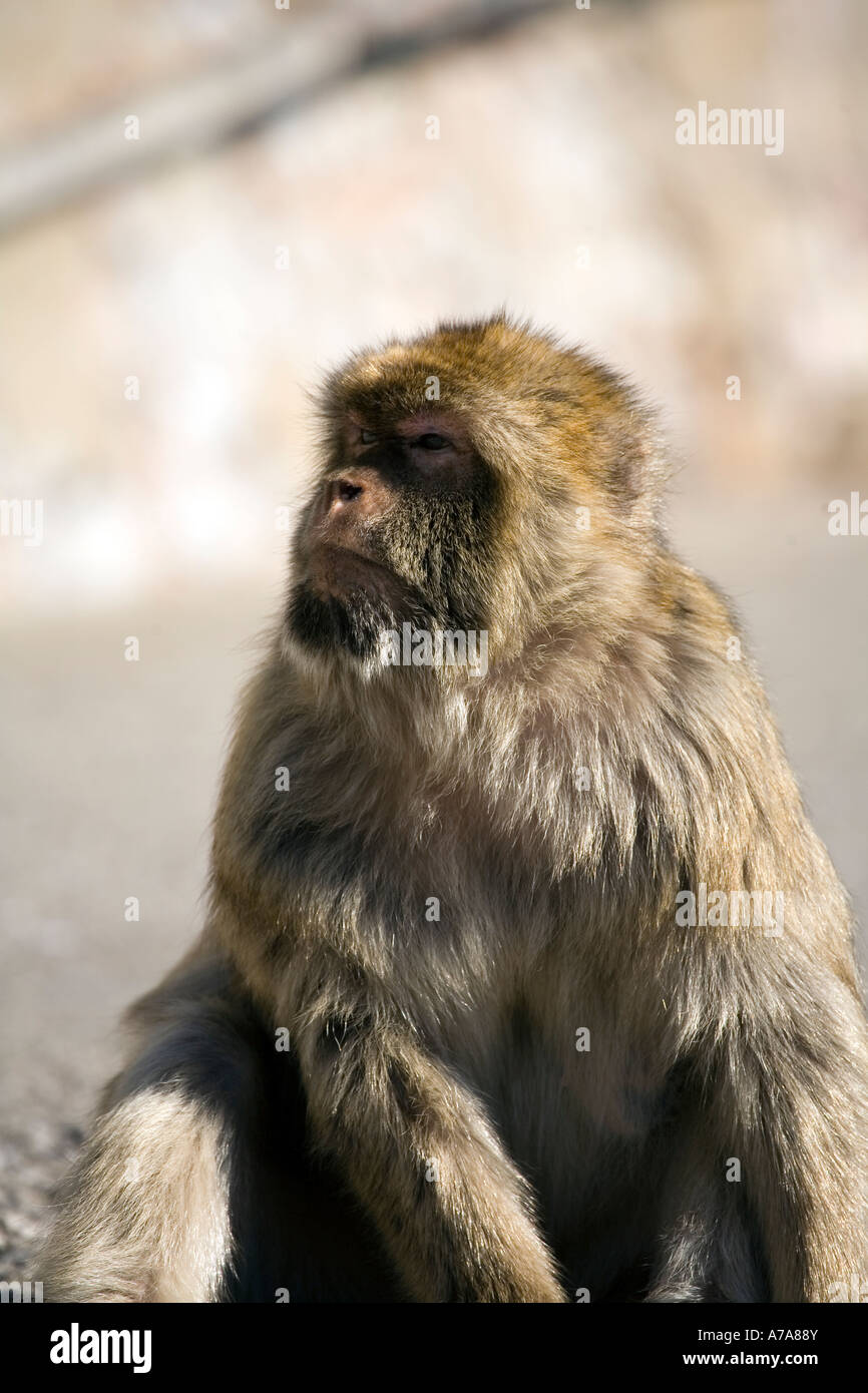 Adult Gibraltar Ape Stock Photo