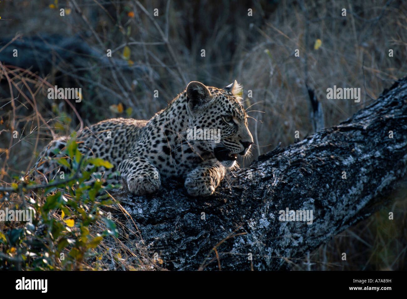 A young leopard on a fallen knobthorn Acacia nigrescens tree stem Sabi Sand Game Reserve Mpumalanga South Africa Stock Photo
