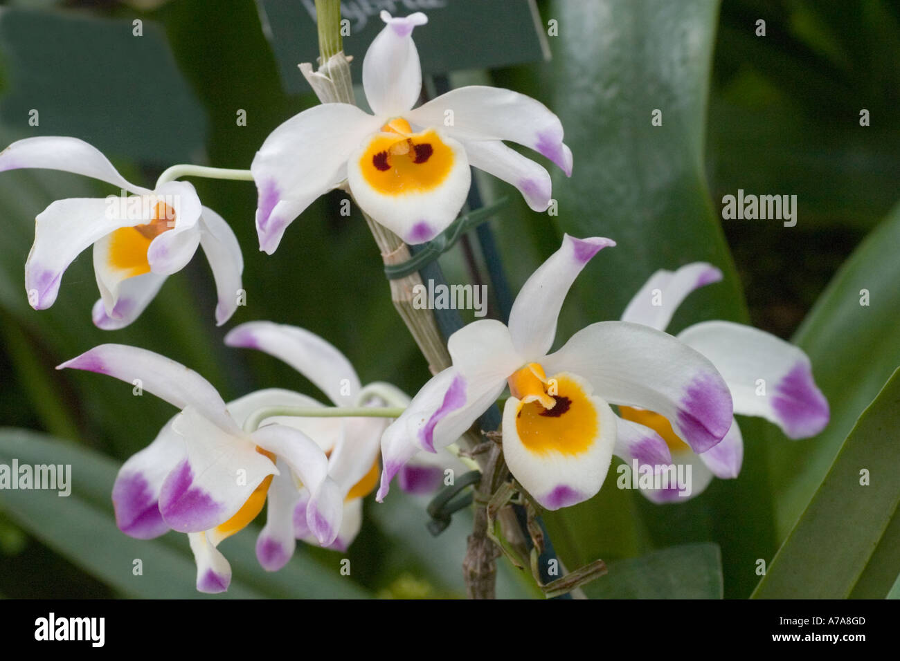 Orchid Dendrobiun wardianum Stock Photo