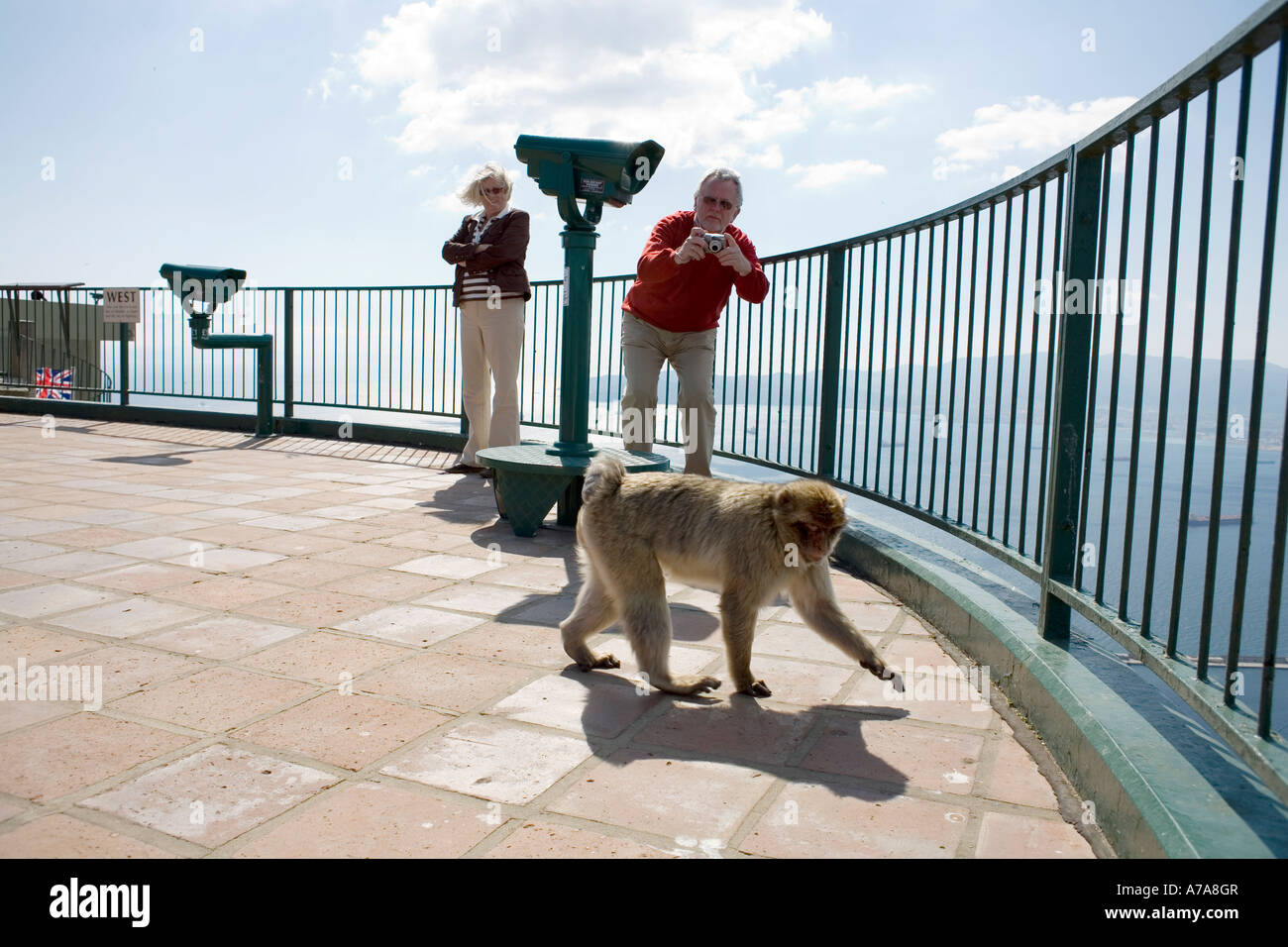 Visitor Photographing Gibraltar Ape Stock Photo