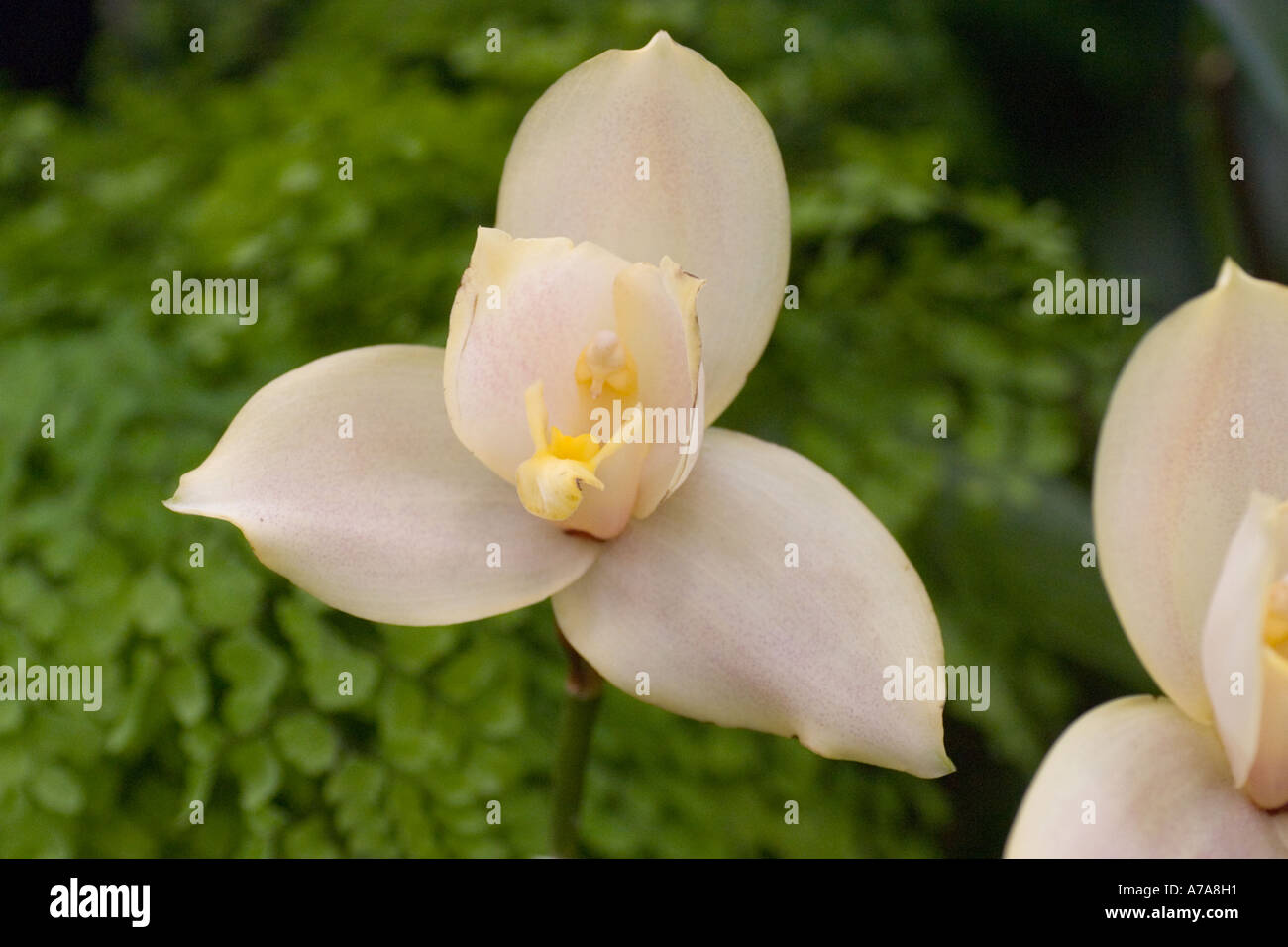 Orchid Ang Olympus 'Honey' AM/RHS Stock Photo