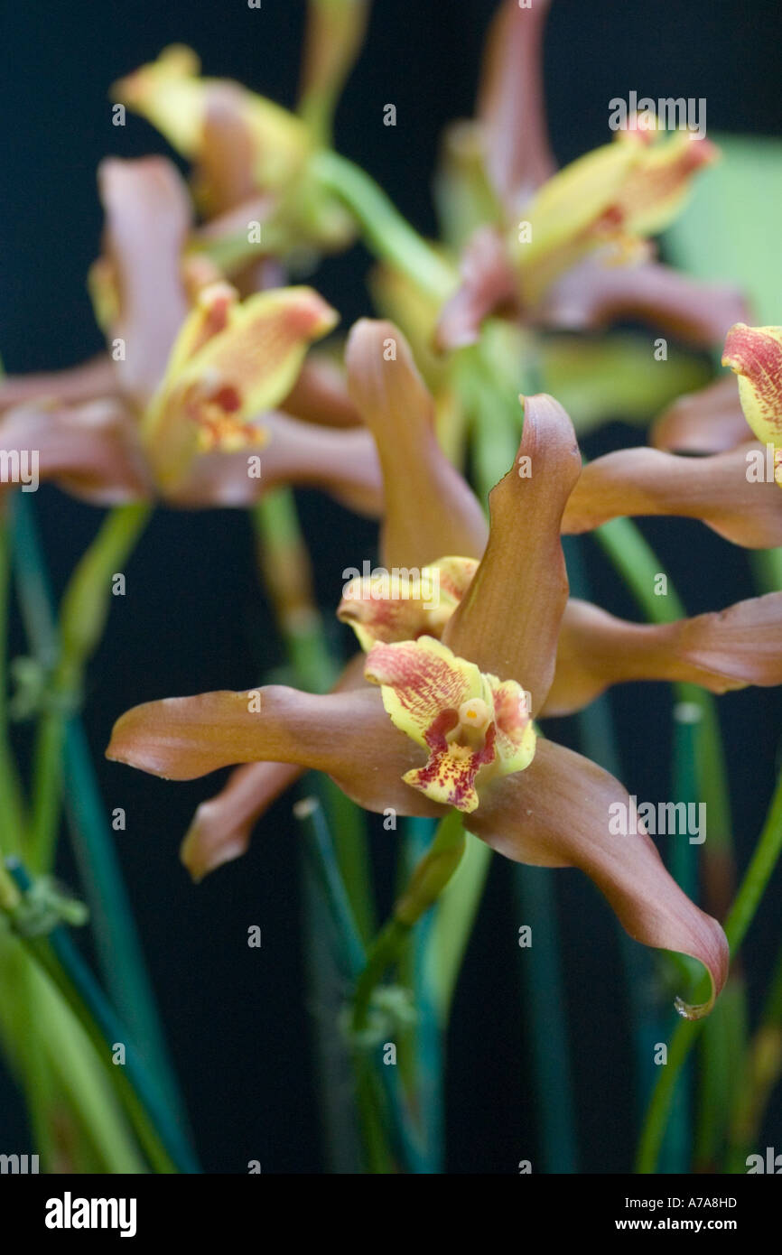 Orchid Lycaste Nebula Stock Photo