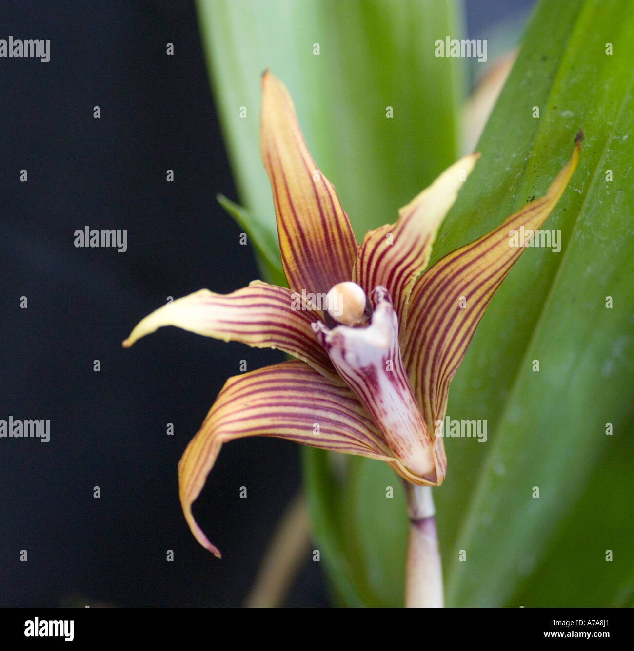 Orchid Maxillaria Striata Stock Photo