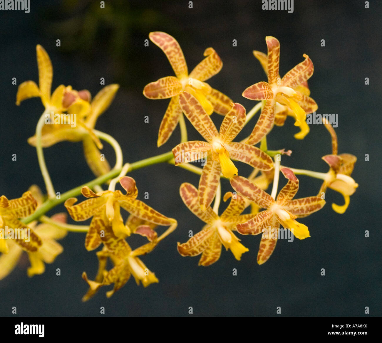 Orchid Ansellia africana Stock Photo