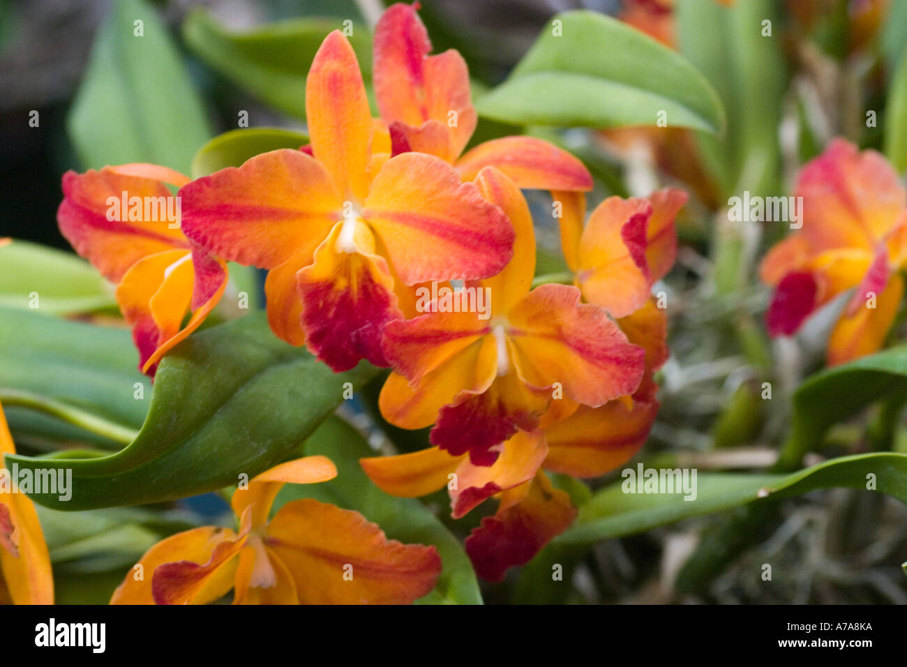 Orchid Slc. Jewel Box 'Esmeralda' Stock Photo
