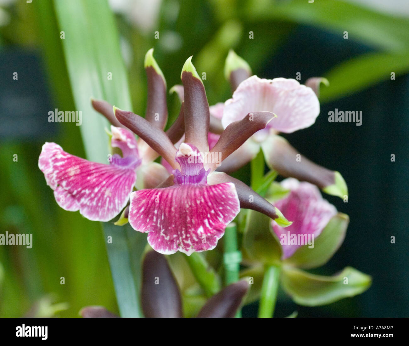 Orchid Zygopetalum (Yolanda x Blackii) x Skippy Ku) Stock Photo