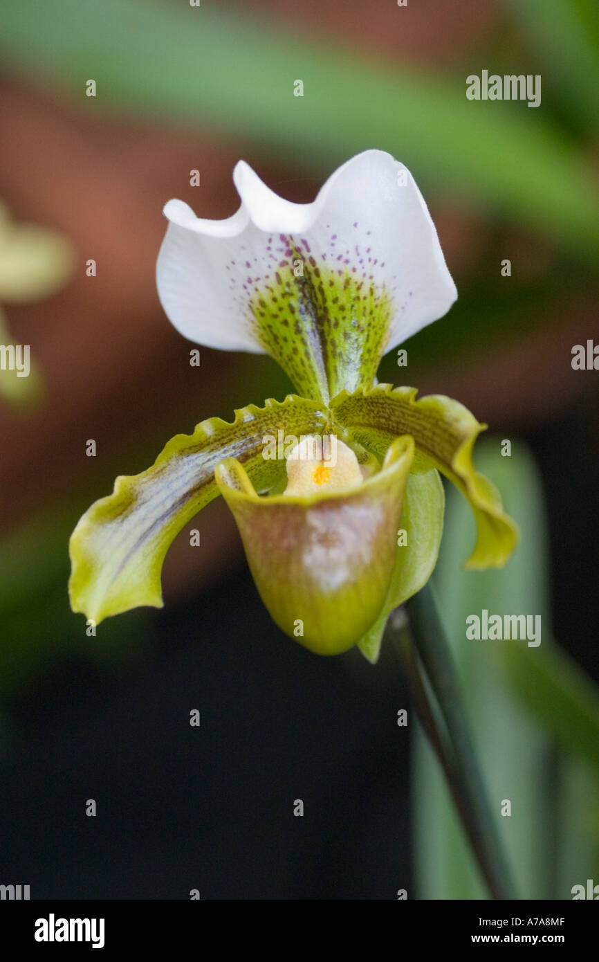 Paphiopedilum orchid Spicerianum x Insigne Stock Photo