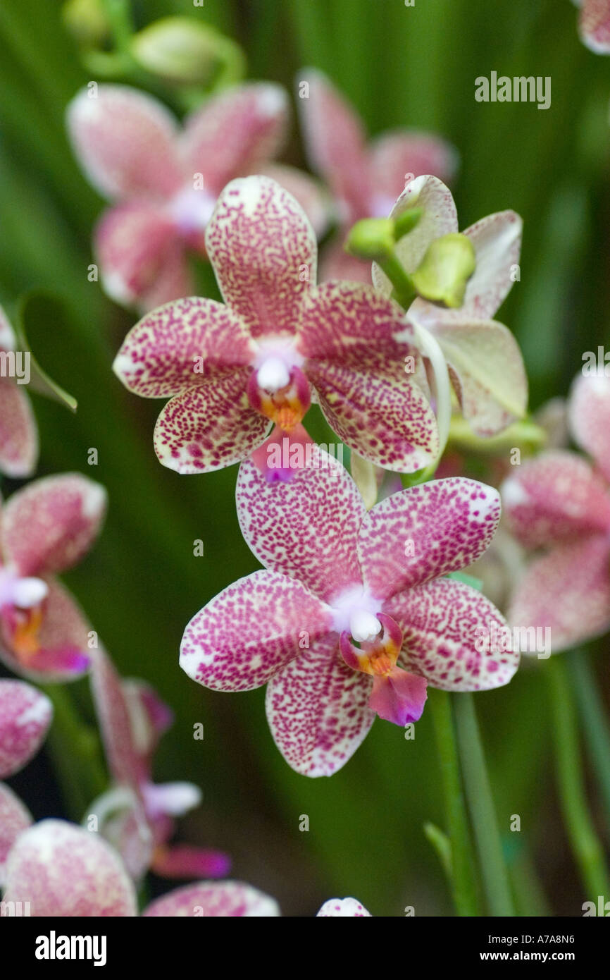 Paphiopedilum orchid Mambo x Fortune Buddha Stock Photo