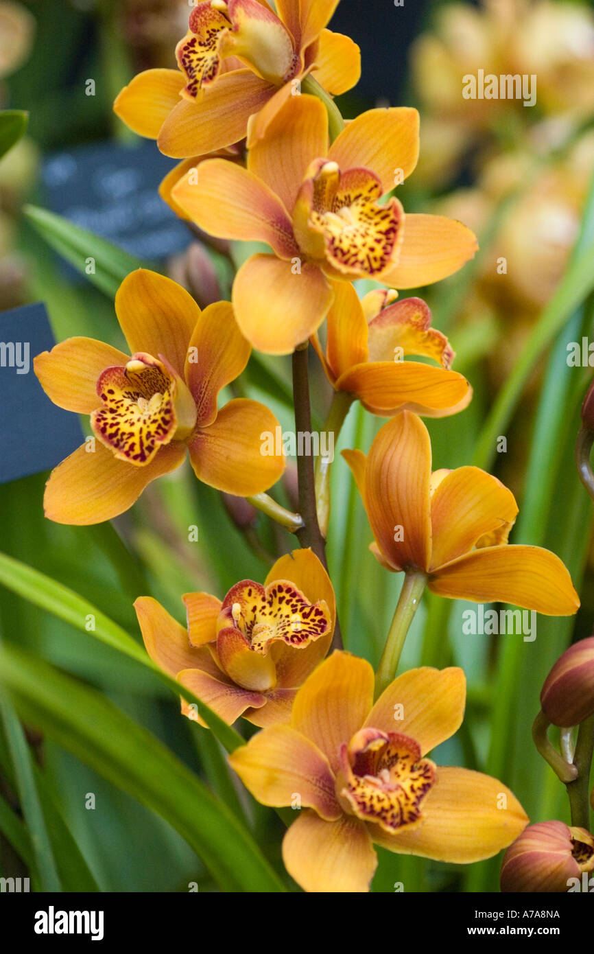 Orchid  Cymbidium Majolica Stock Photo