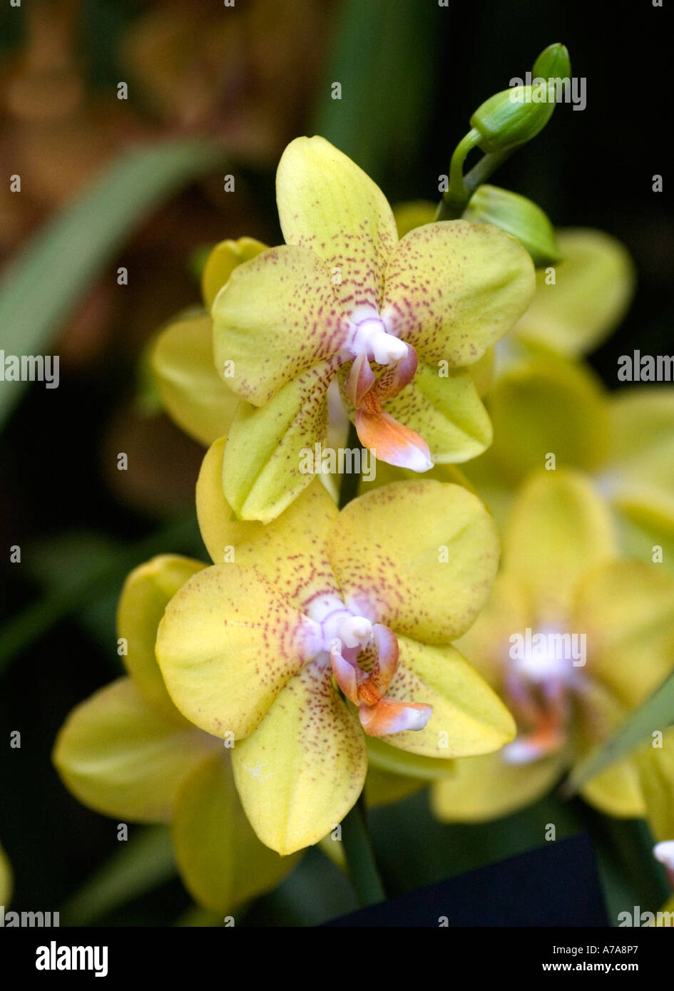 Phalaenopsis orchid Golden Potential Stock Photo