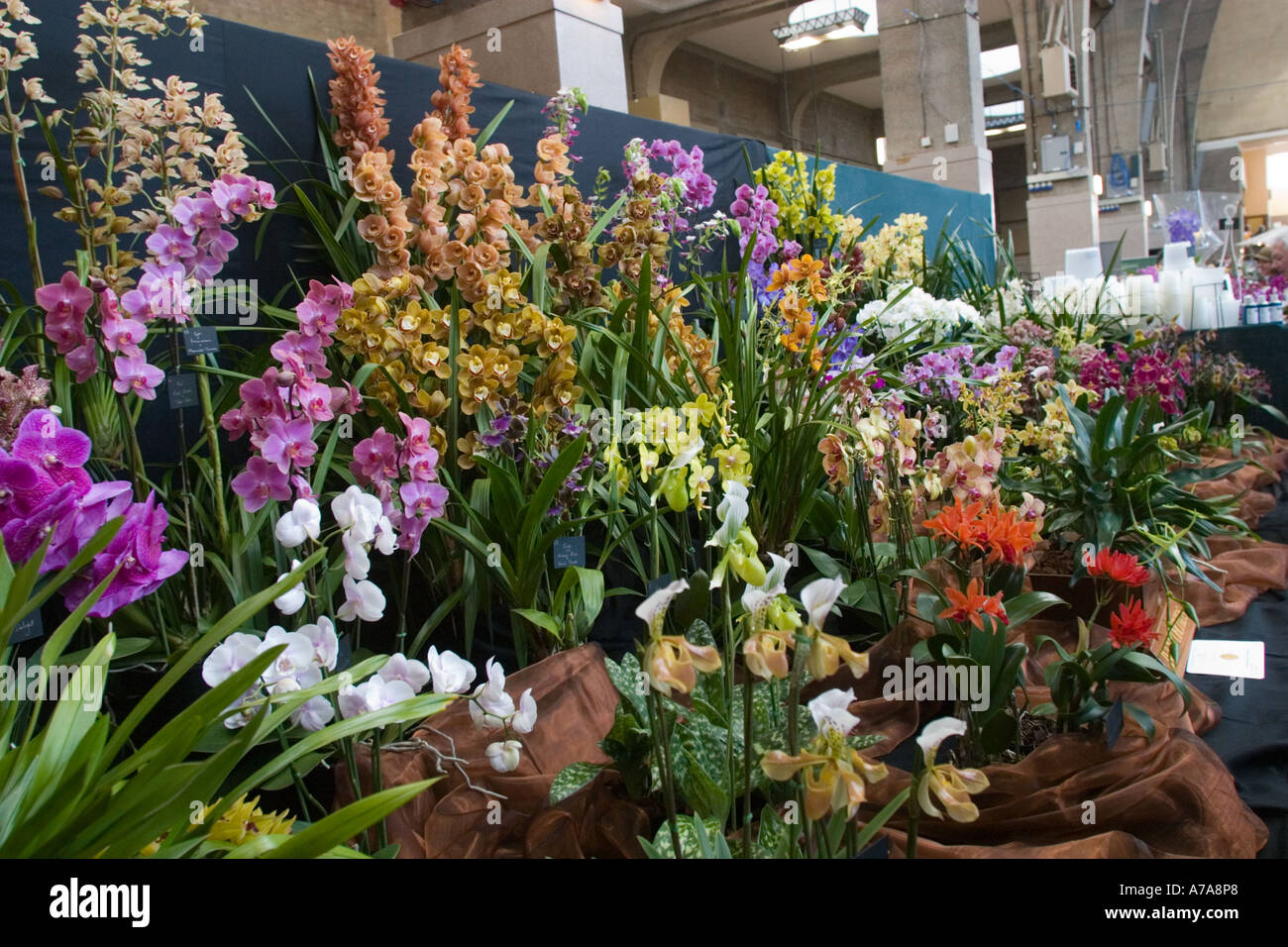Orchid display at London Flower Show Stock Photo