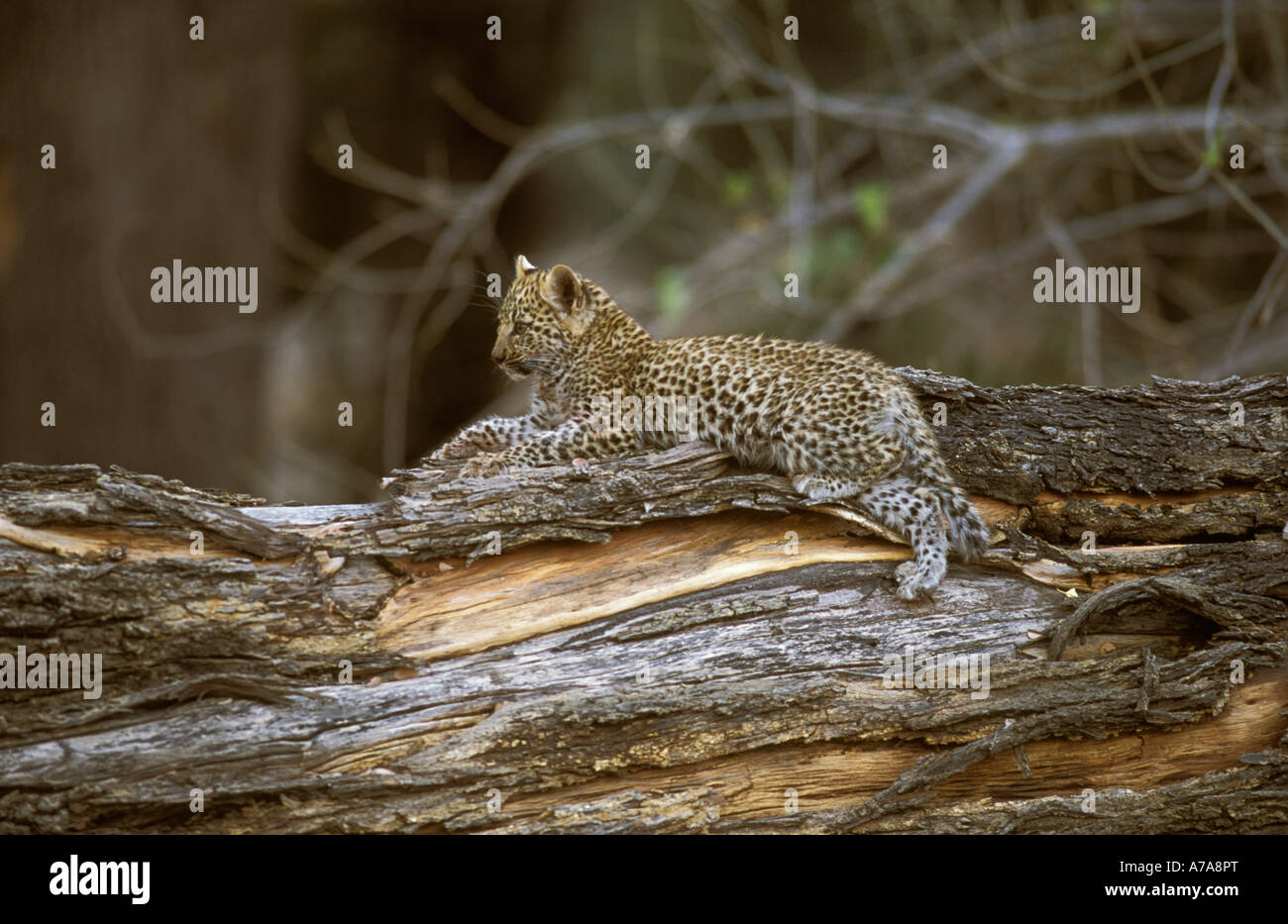A Leopard cub lying on a dead tree trunk Okavango Delta Botswana Stock ...