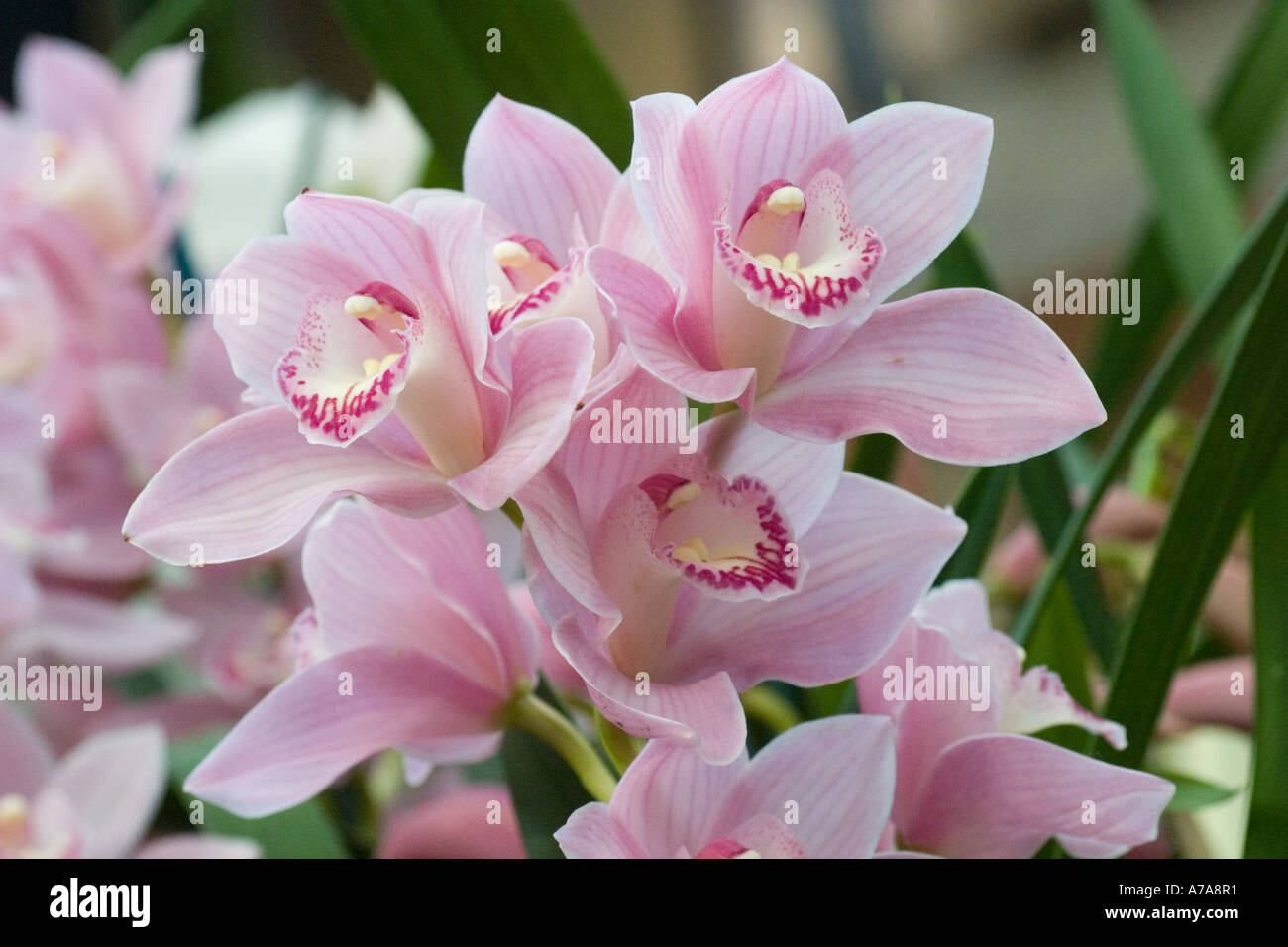 Orchid Cymbidium Shell Pearl Stock Photo