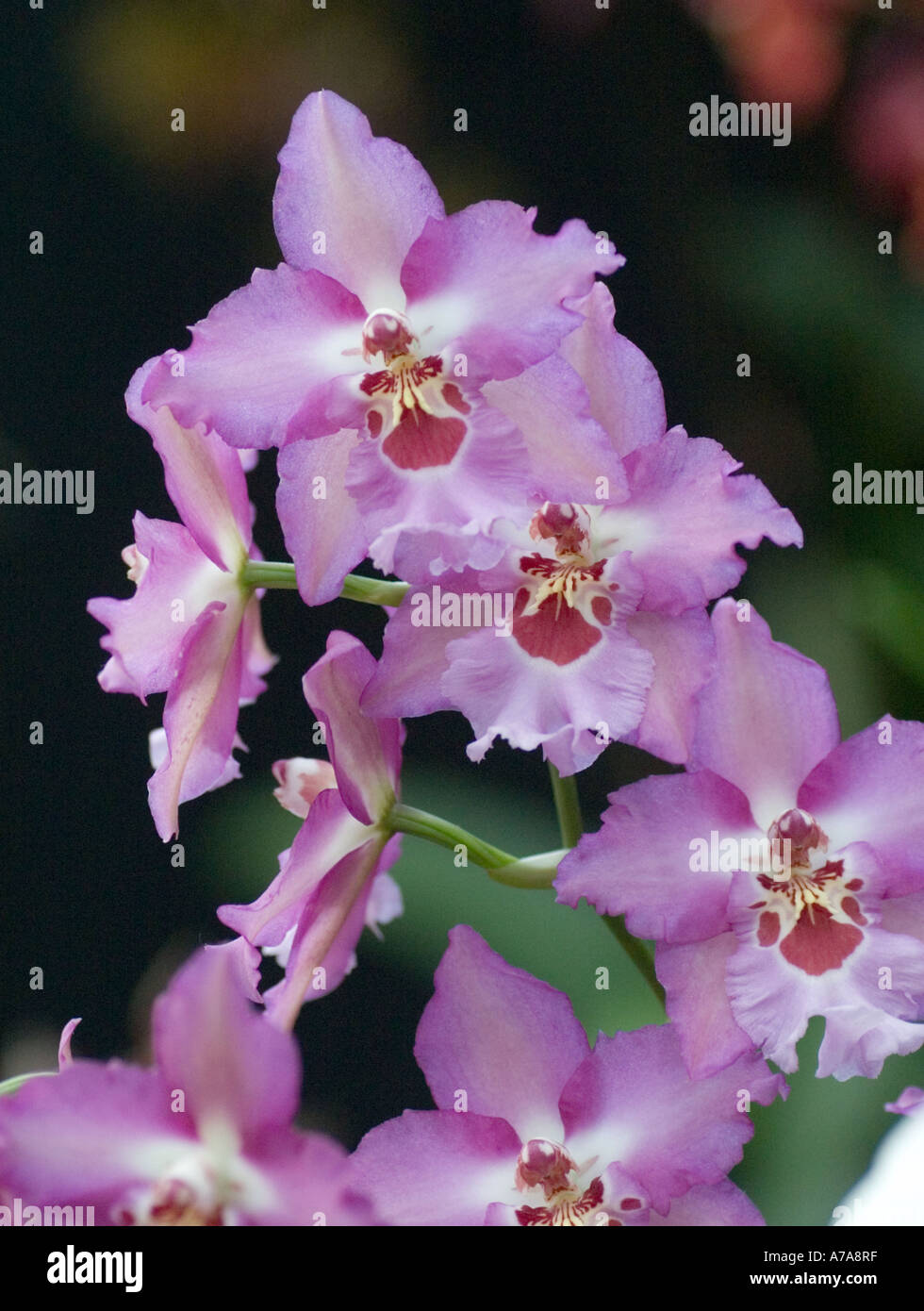 Orchid Vuylstekeara Fall in Love Stock Photo