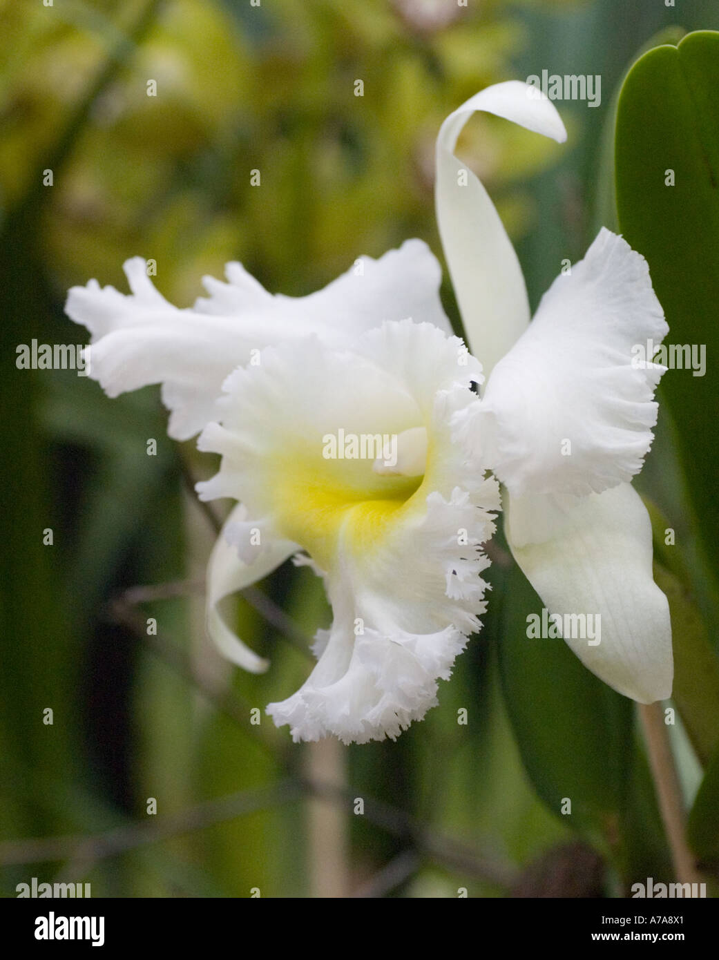 Orchid Brassoloelio cattleya Elizabeth Hearn Stock Photo