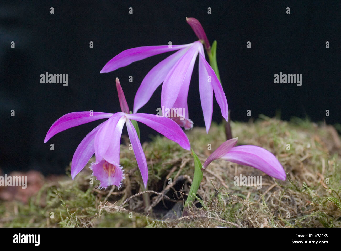 Orchid Pleione Tolima Stock Photo