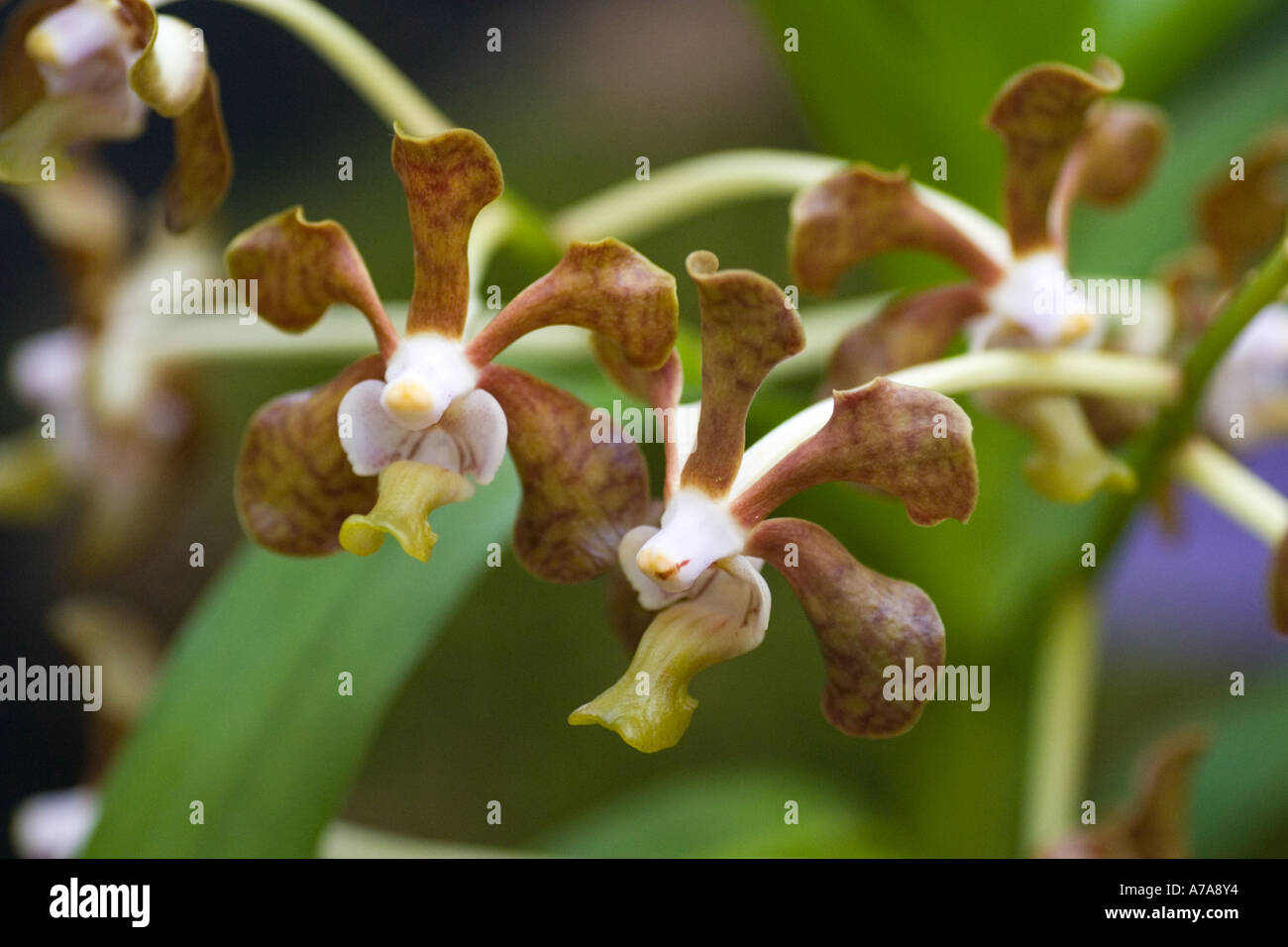 Orchid Vanda Denisoniana Stock Photo