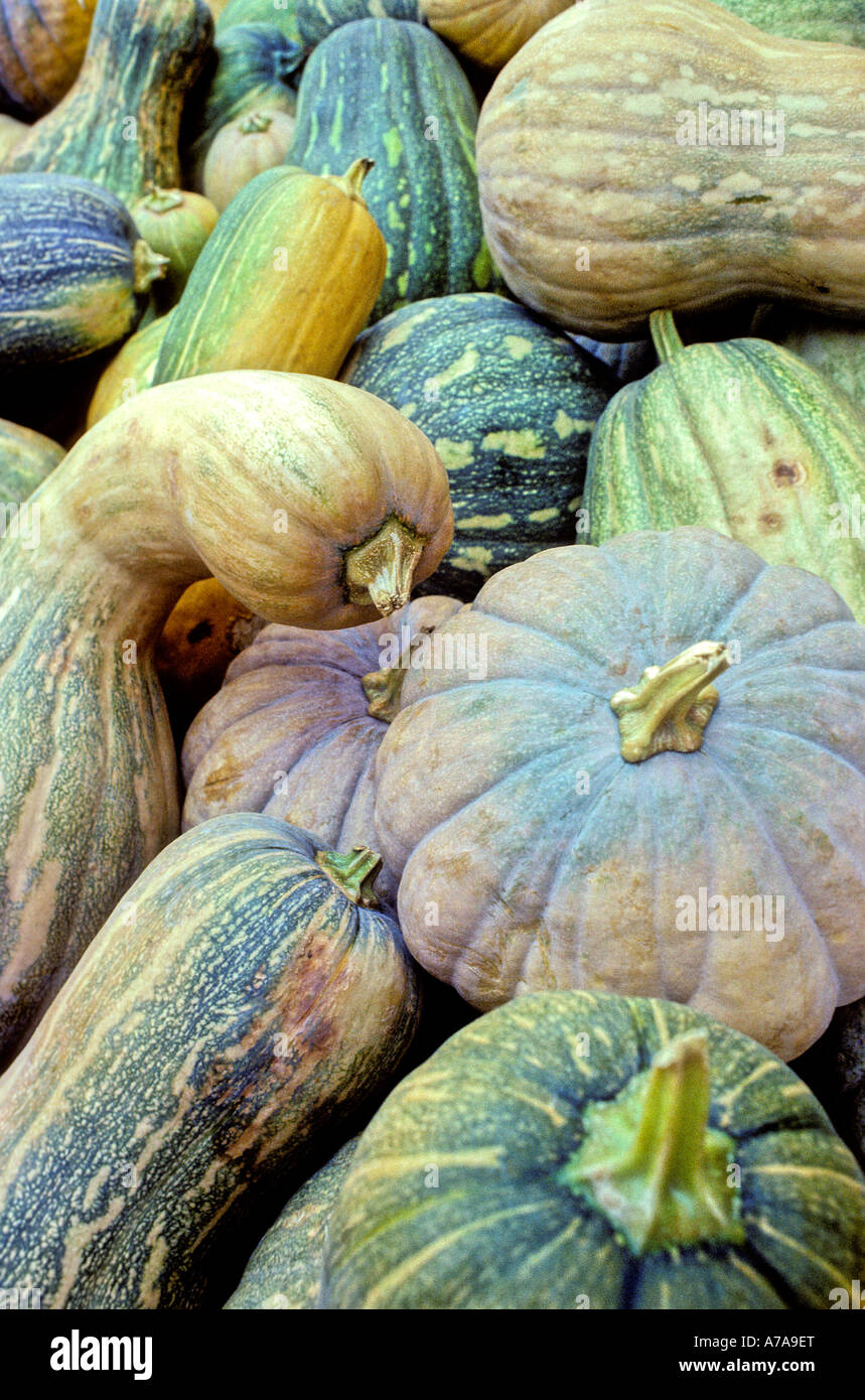close up squash marrows gourds Stock Photo