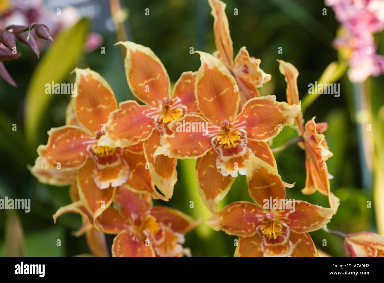 Orchid Odontioda (Ingmar x Astmo) x Ingmar 'Orange Peach' Stock Photo