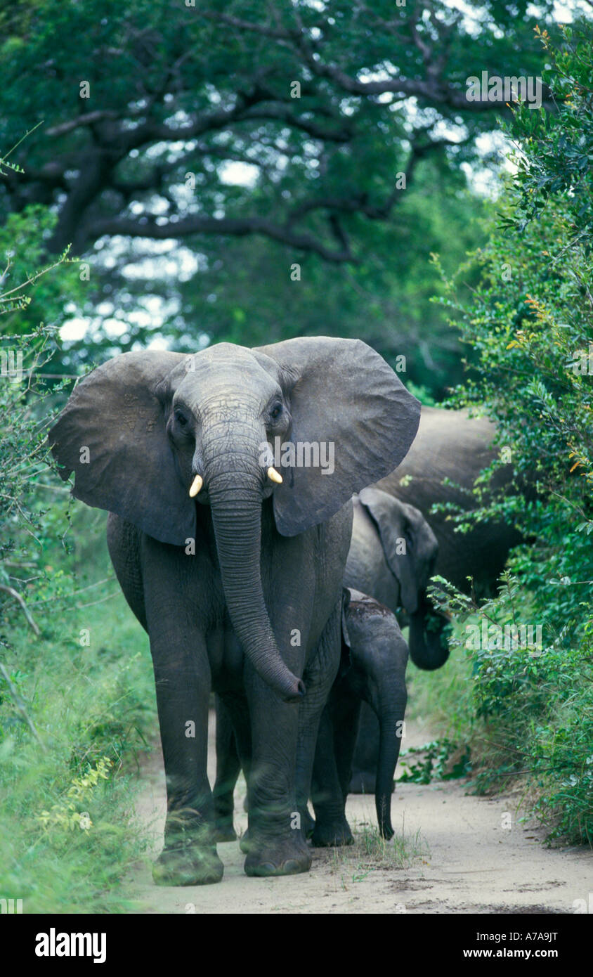Elephant facing the camera in dense bush with ears flapping a young calf beside her and a sub adult behind Mala Mala Stock Photo