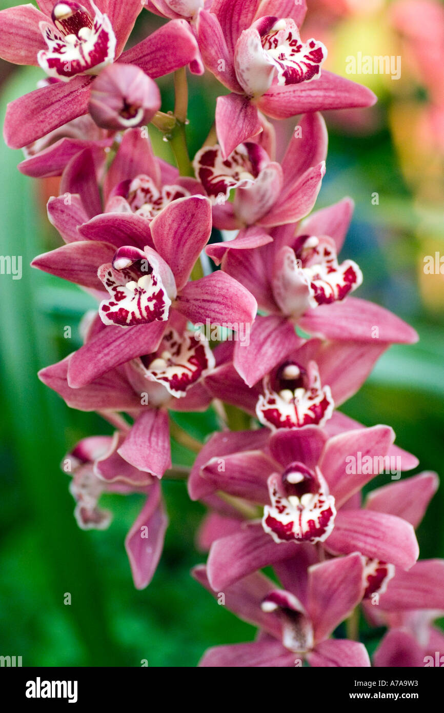 Minature Cymbidium Orchid Magham Down Stock Photo