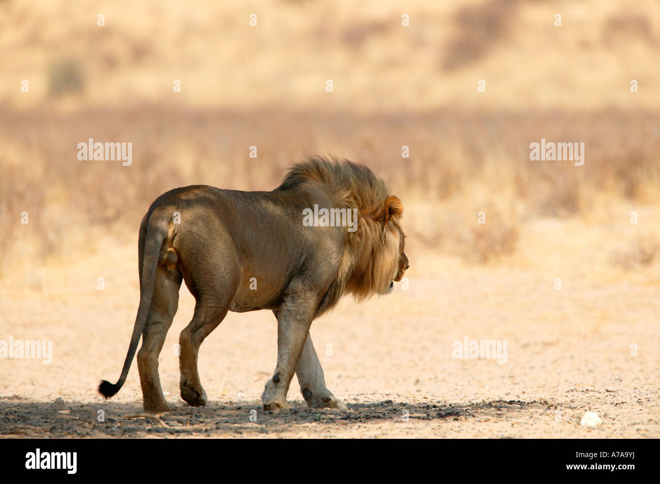 Male lion walking away from the camera Kgalagadi Transfrontier Park ...