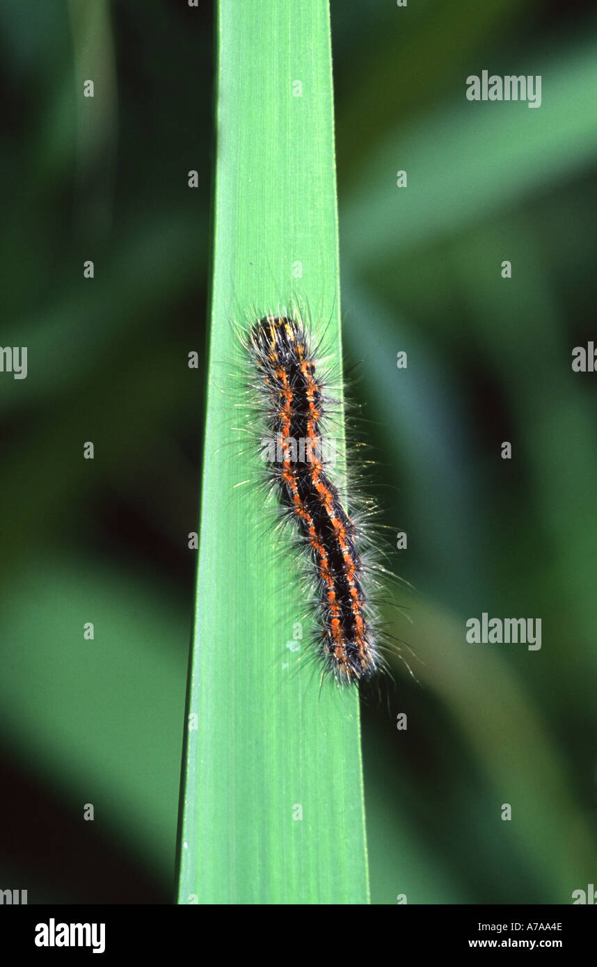 Reed Dagger moth larva Simyra albovenosa Stock Photo