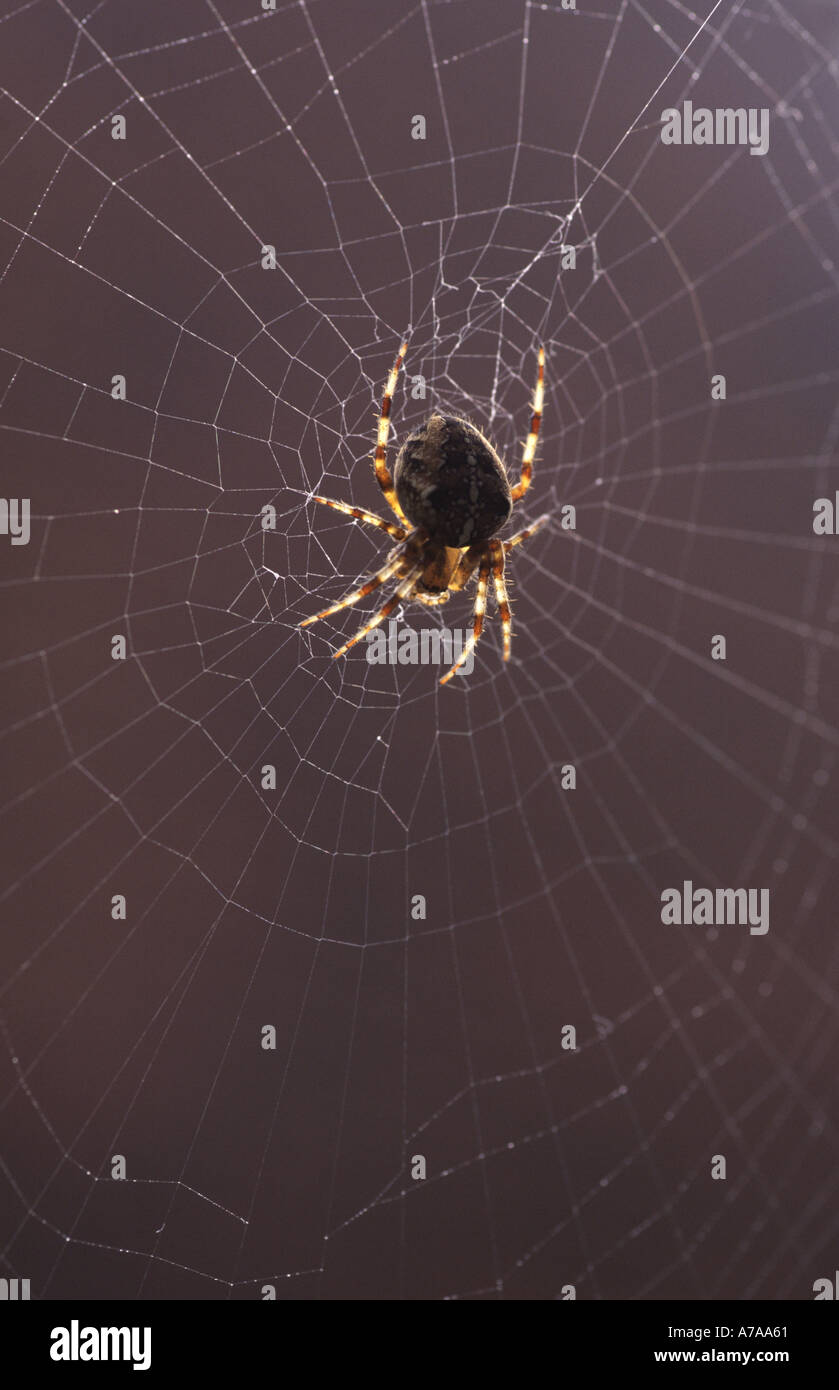 Garden Spider Araneus diadematus on web Stock Photo - Alamy
