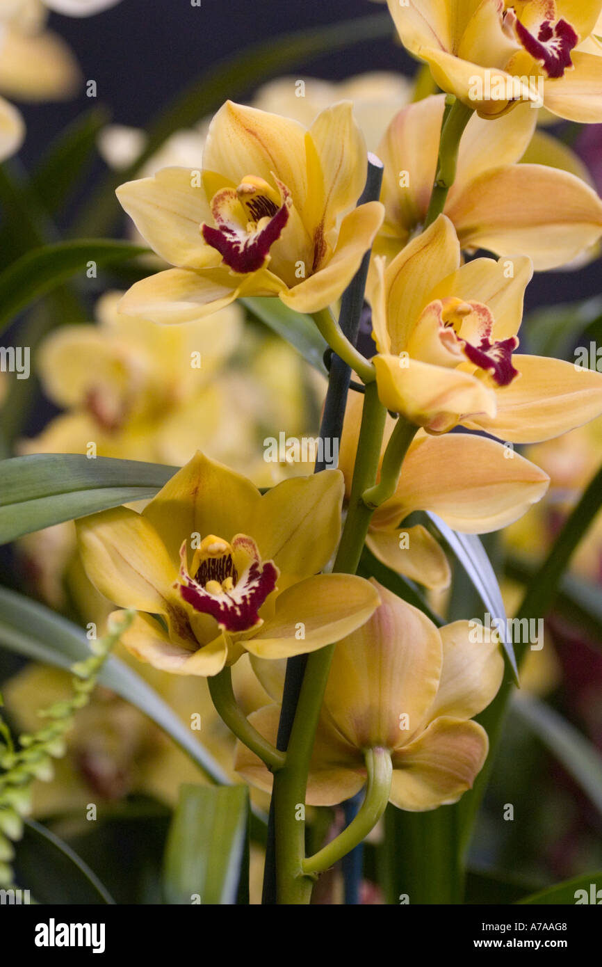 Orchid Cymbidium (Lunara x Lunalvin) x Stock Photo