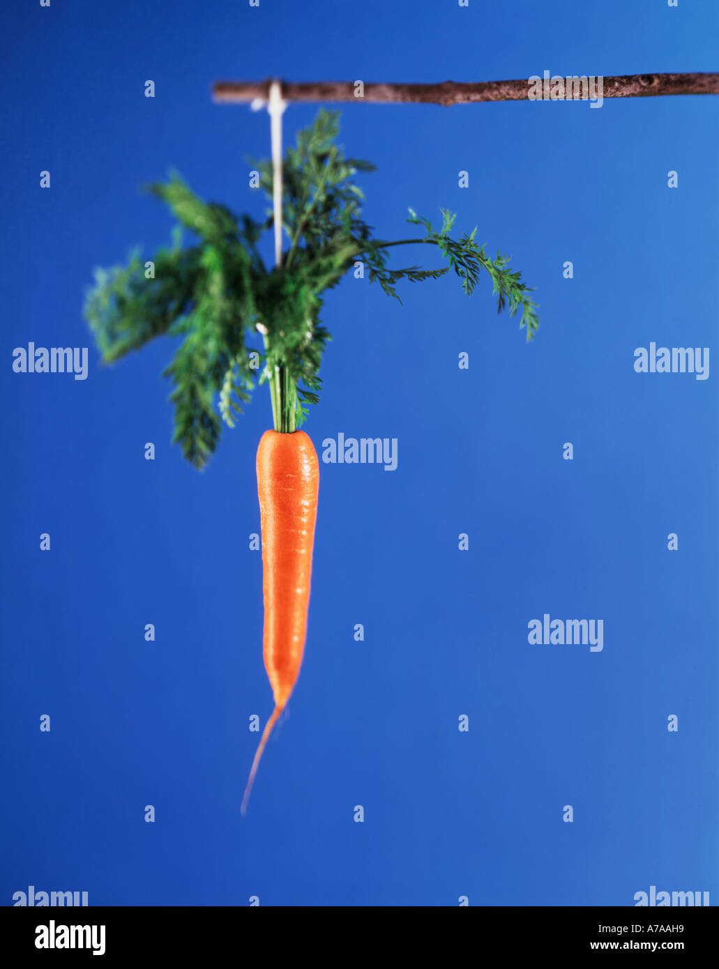 Carrot on a stick Stock Photo Alamy