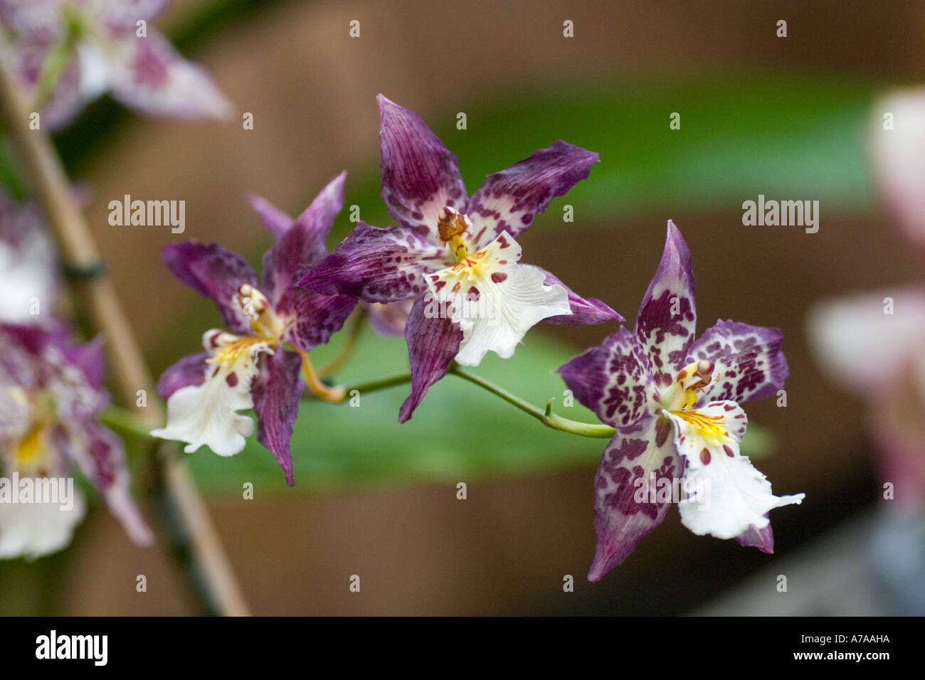 Orchid Wilsonara Tigersette Stock Photo