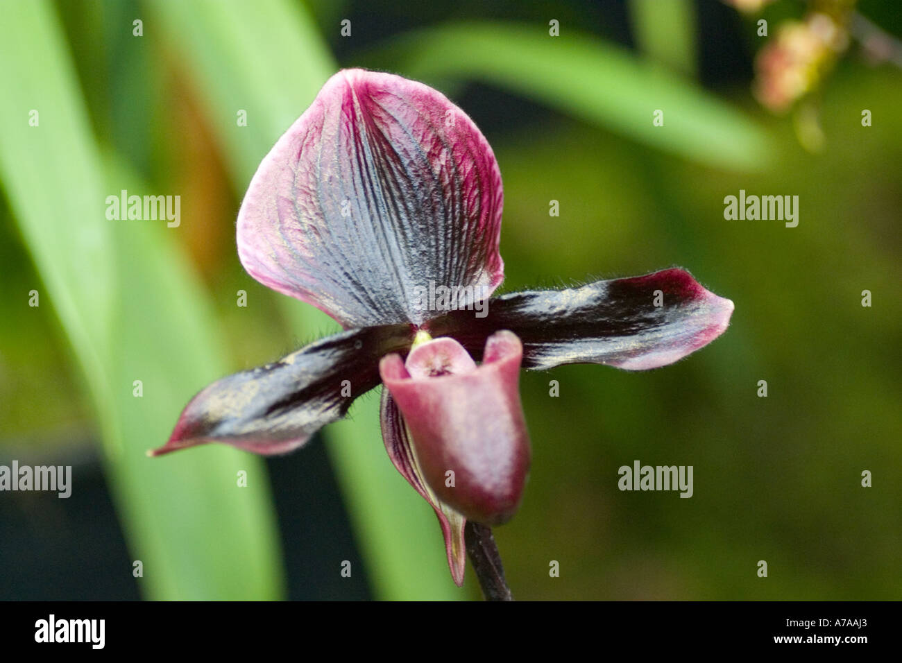 Paphiopedilum orchid Maudiae x Redstart Stock Photo
