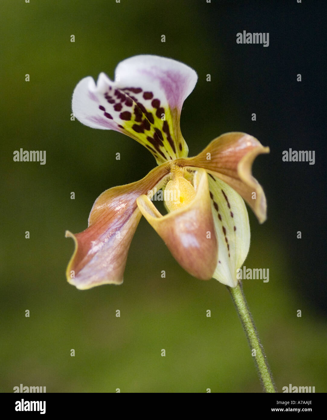 Paphiopedilum orchid Villosum var. annamense Stock Photo