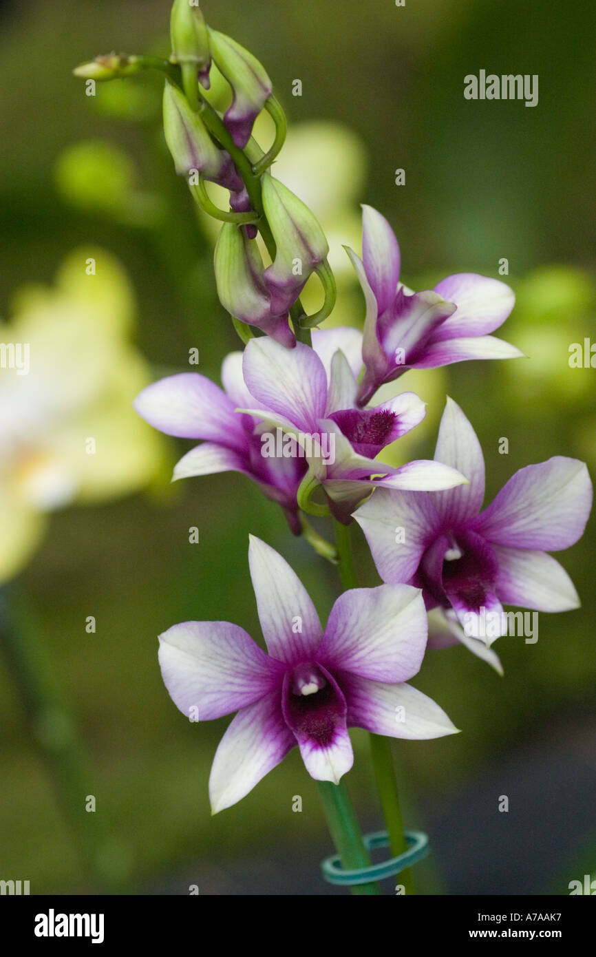 Orchid Dendrobium Waipahu Beauty Stock Photo